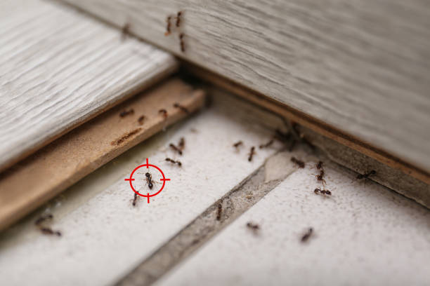 Best Termite Control Services  in Watergate, FL